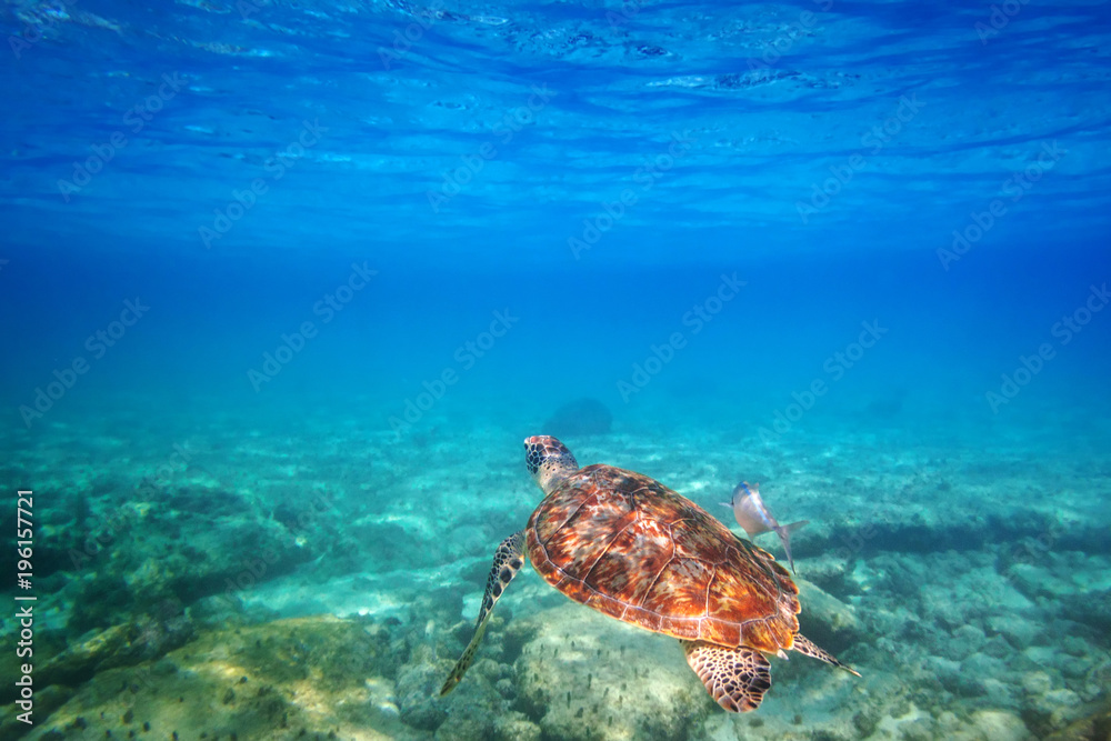 绿海龟在墨西哥加勒比海游泳