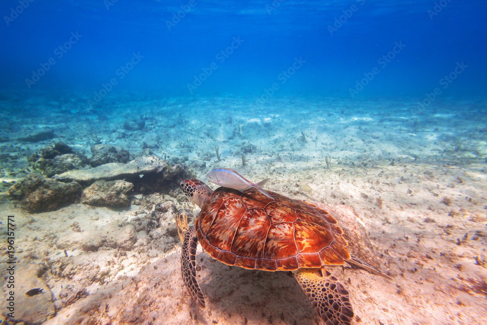 绿海龟在墨西哥加勒比海游泳