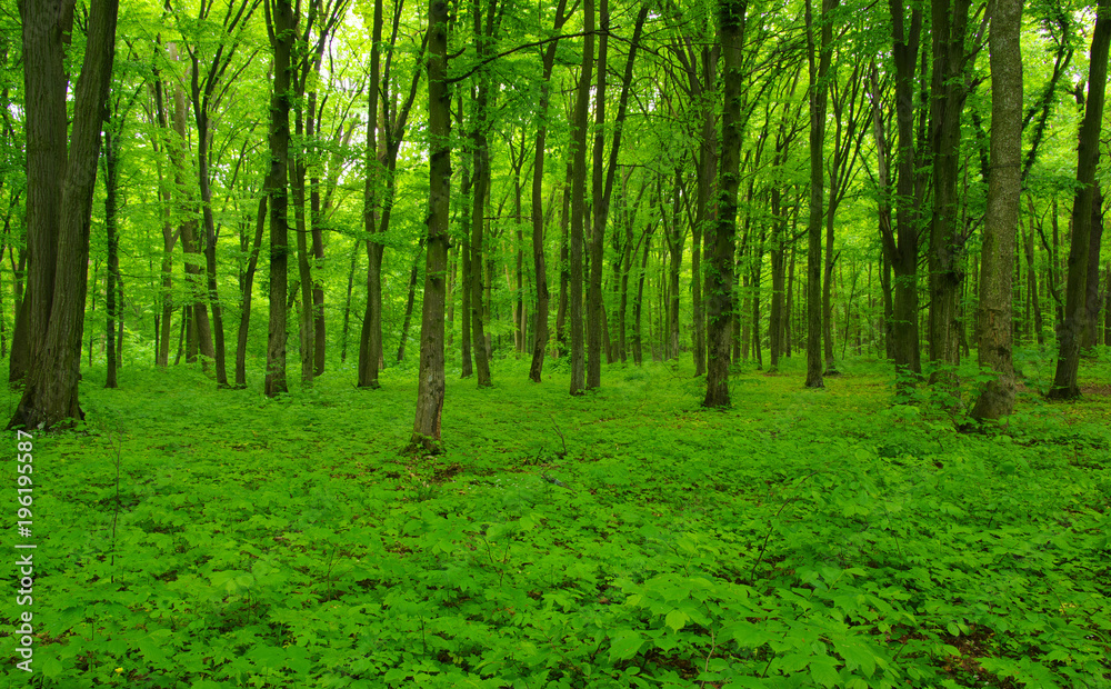 Forest trees in spring