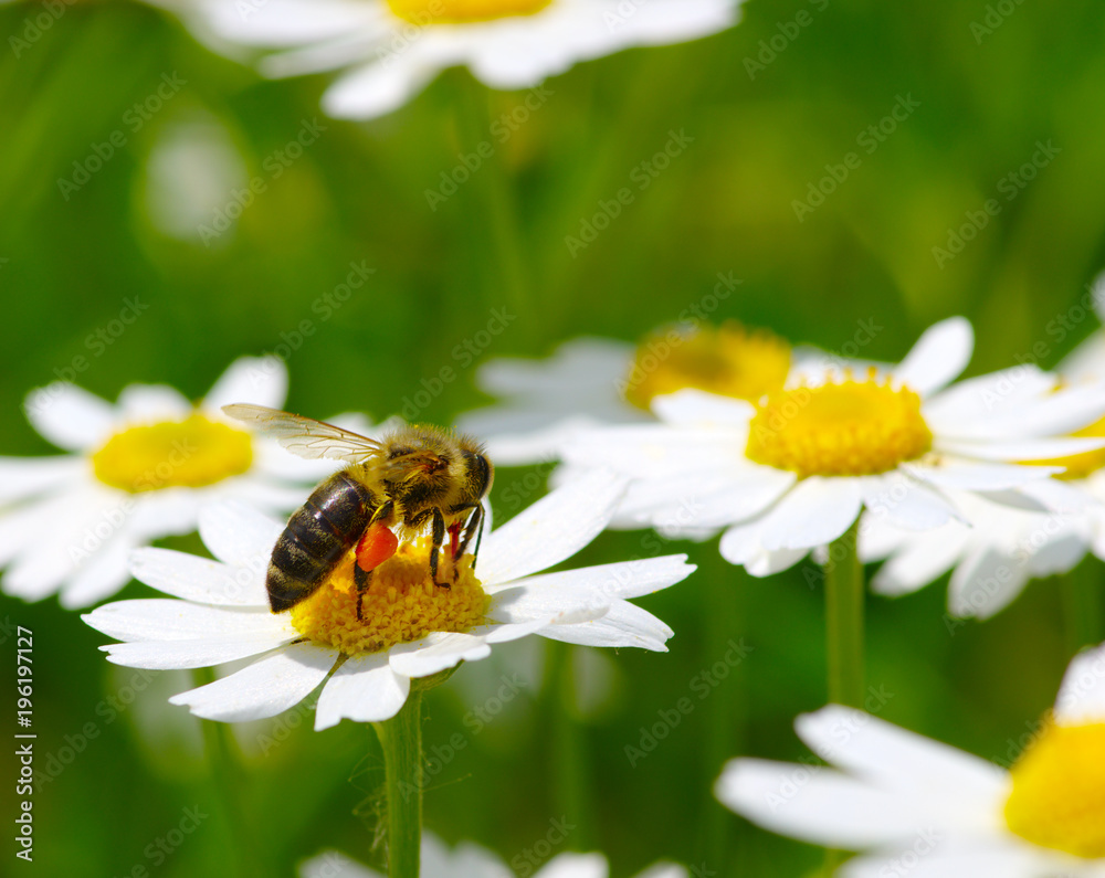 Bee and flower