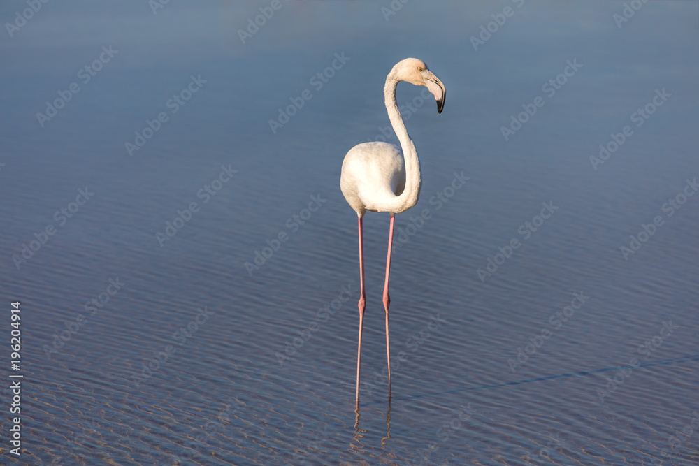 A minimalistic abstract image of a single flamingo feeding in shallow water. Ras Al Khor, Dubai, UAE