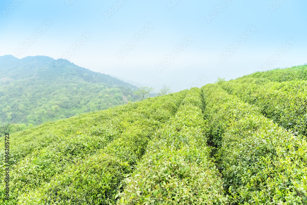 tea plantation in spring