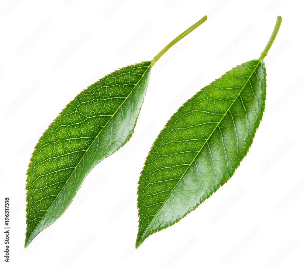 Cherry leaf. Leaves isolated. Leaf collection. With clipping path.