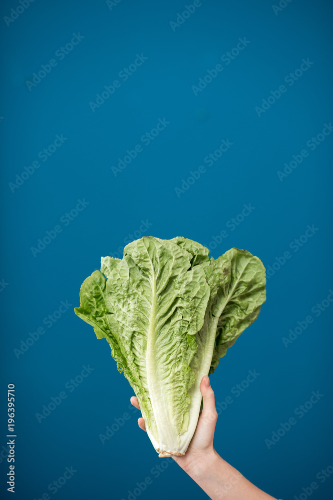 Holding a fresh green lettuce on the blue background