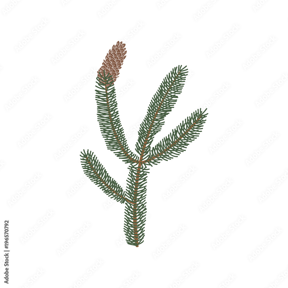 Pine tree and pine cone illustration