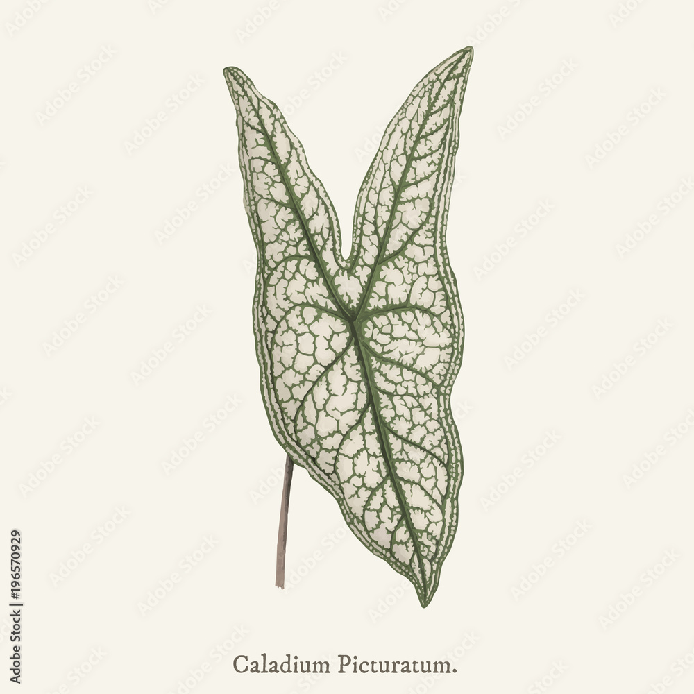 耶稣之心（Caladium Picturatum）发现于（1825-1890）新的罕见的美丽的叶子植物中