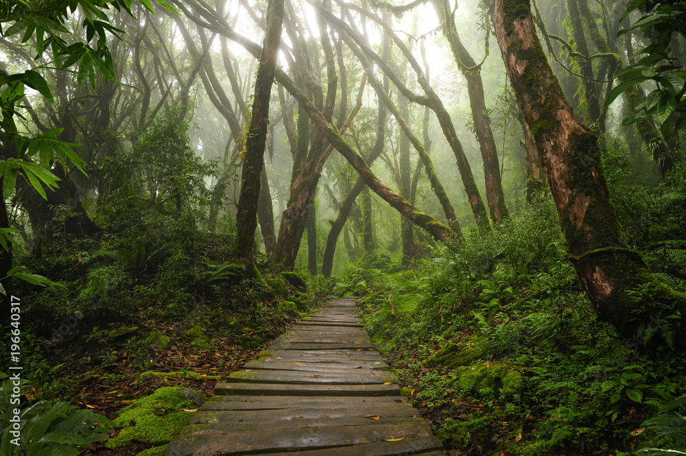 亚洲热带雨林