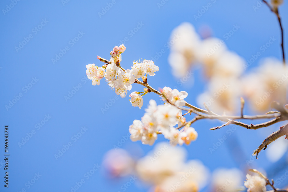 青空と桜