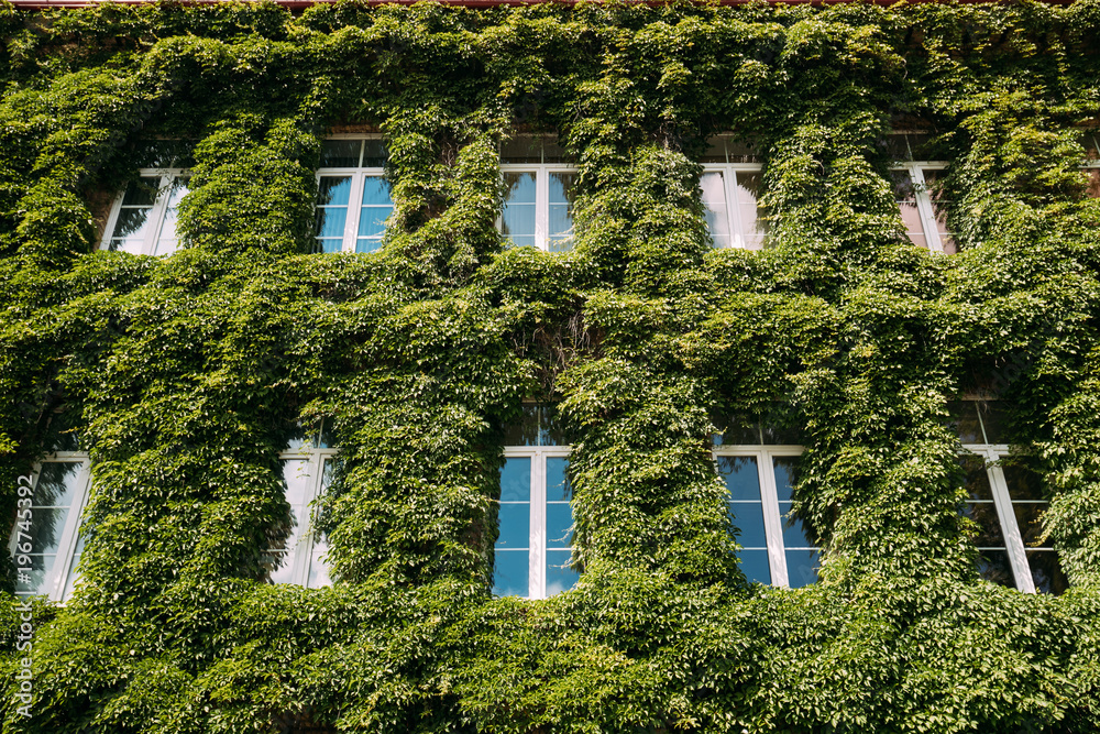 Wall Enlaced With Ivy In Summer Sunny Day. Building Enlaced With