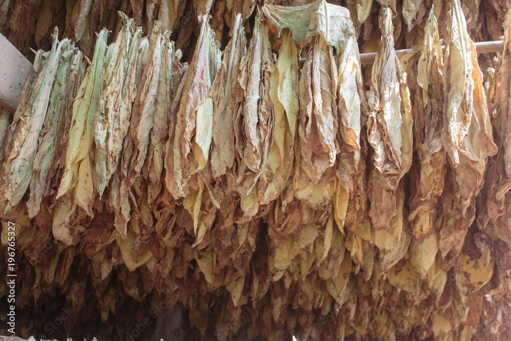 Tobacco leaves drying in the shed