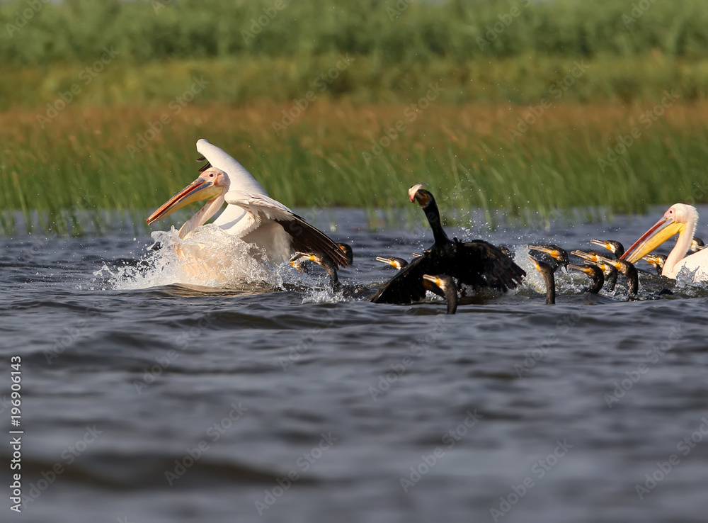 The pink pelican takes off from the water from the pack of common cormorants