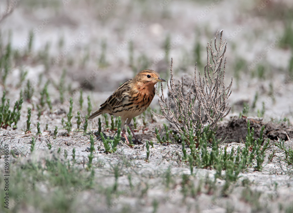 红喉琵琶（Anthus cervinus）坐在地上看着镜头