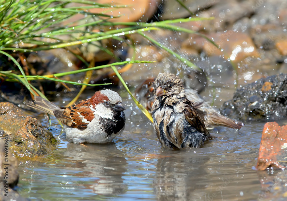 A flock of house sparrows bathed in a pool of water