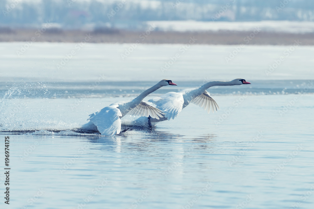 Swans taking flight on lake