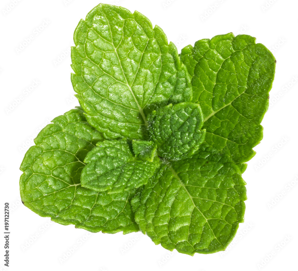 Mint leaves isolated without shadow