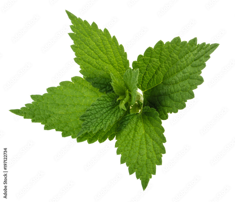 Nettle leaf isolated on white without shadow