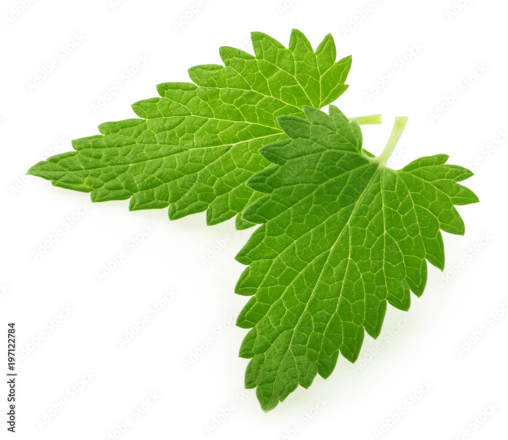 Lemon balm melissa leaf isolated on white