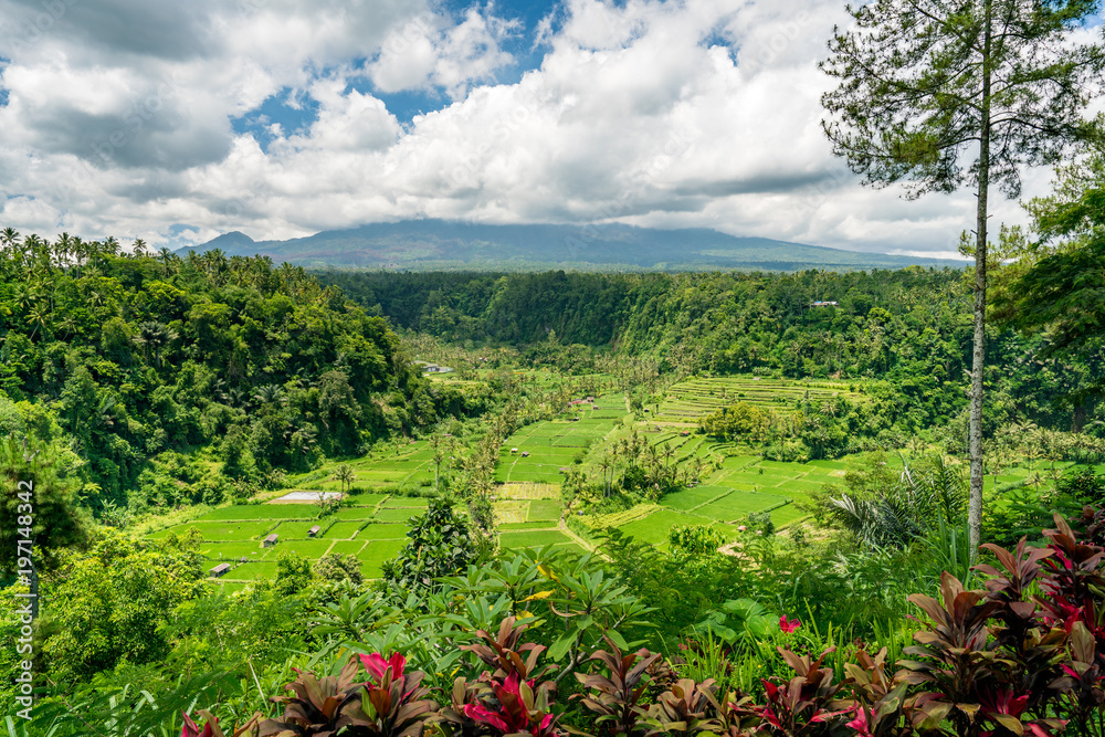 Lush green Balinese rice fields at the base of Mount Agung, Bali, Indonesia.