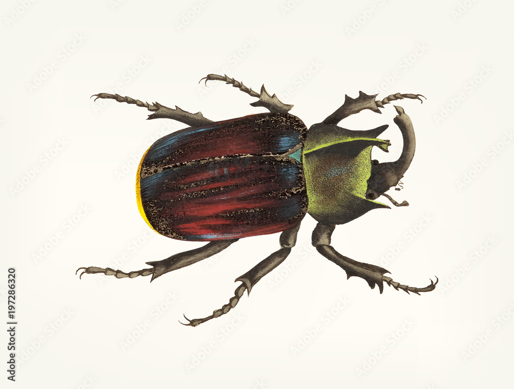 Hand drawn of black scutellated beetle