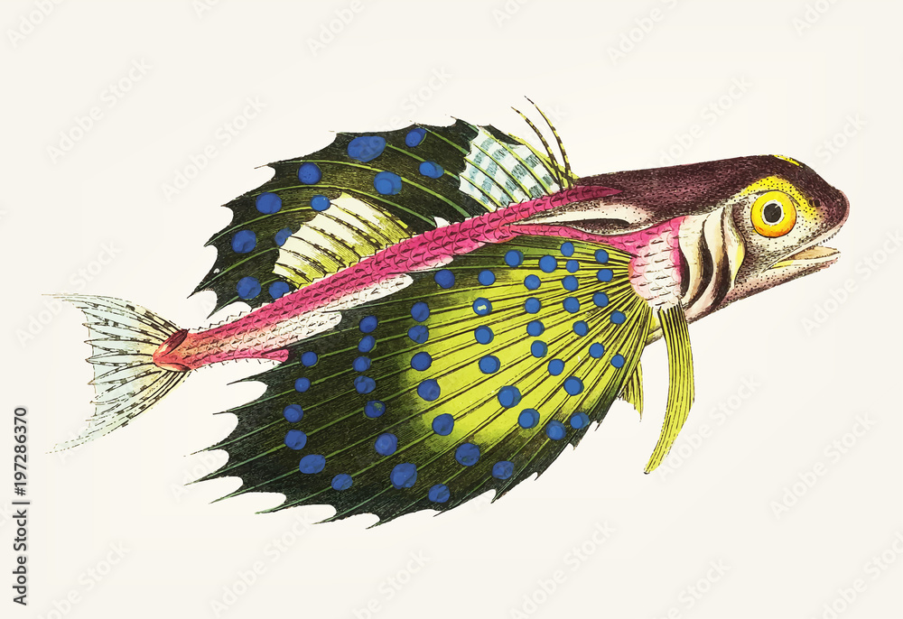 Hand drawn of Flying gurnard