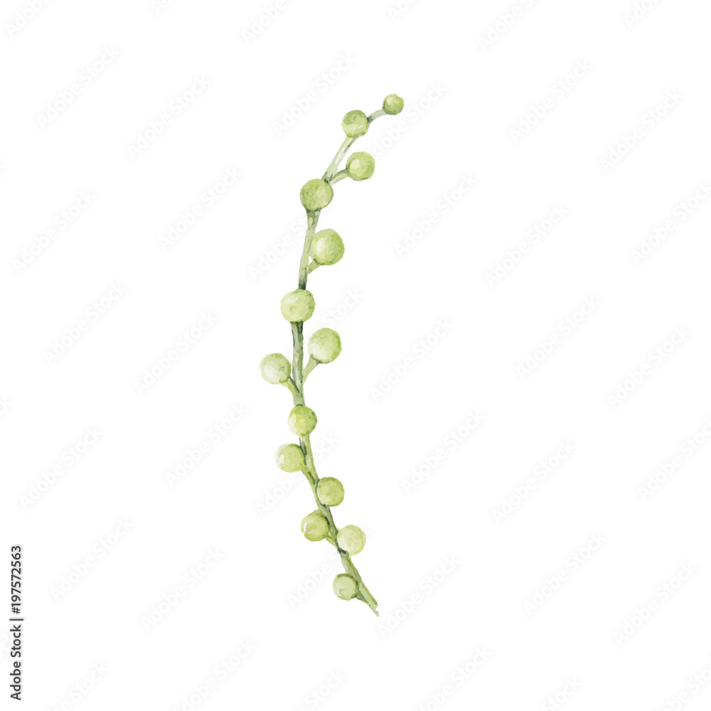 Hand drawn of green pea plant