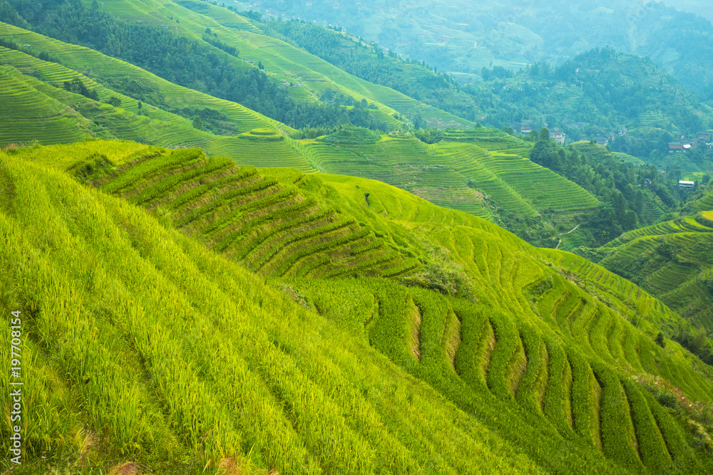 Dragons Backbone Rice Field, Dazai, LongJi region, China