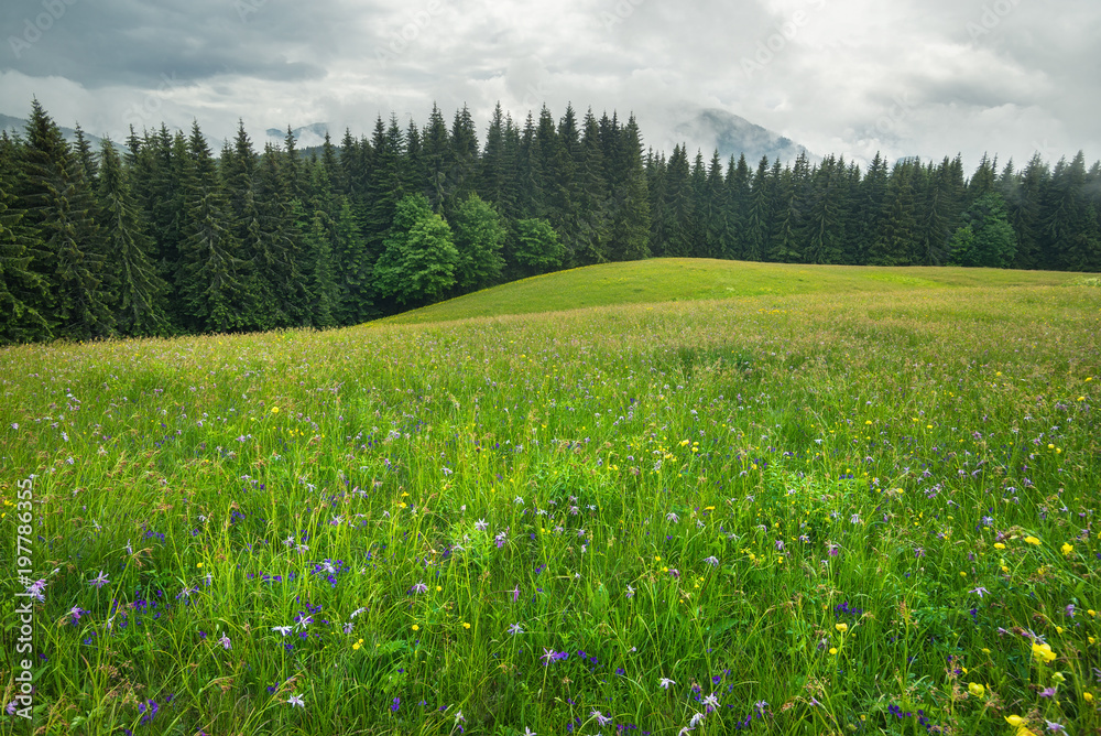 Field with flowers in the mountain region. Beautiful natural landscape in the summer time