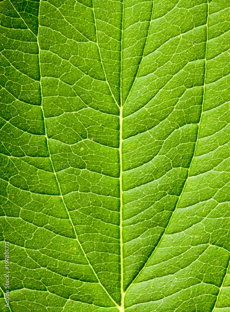 Green leaf background