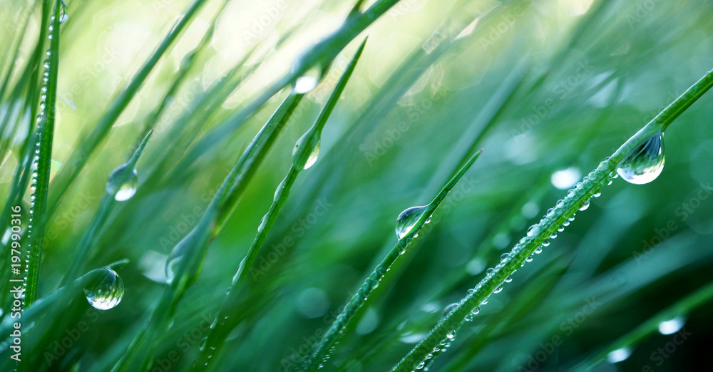 Beautiful droplets of water dew in the grass in the morning, macro. Grass in  morning dew in the spr