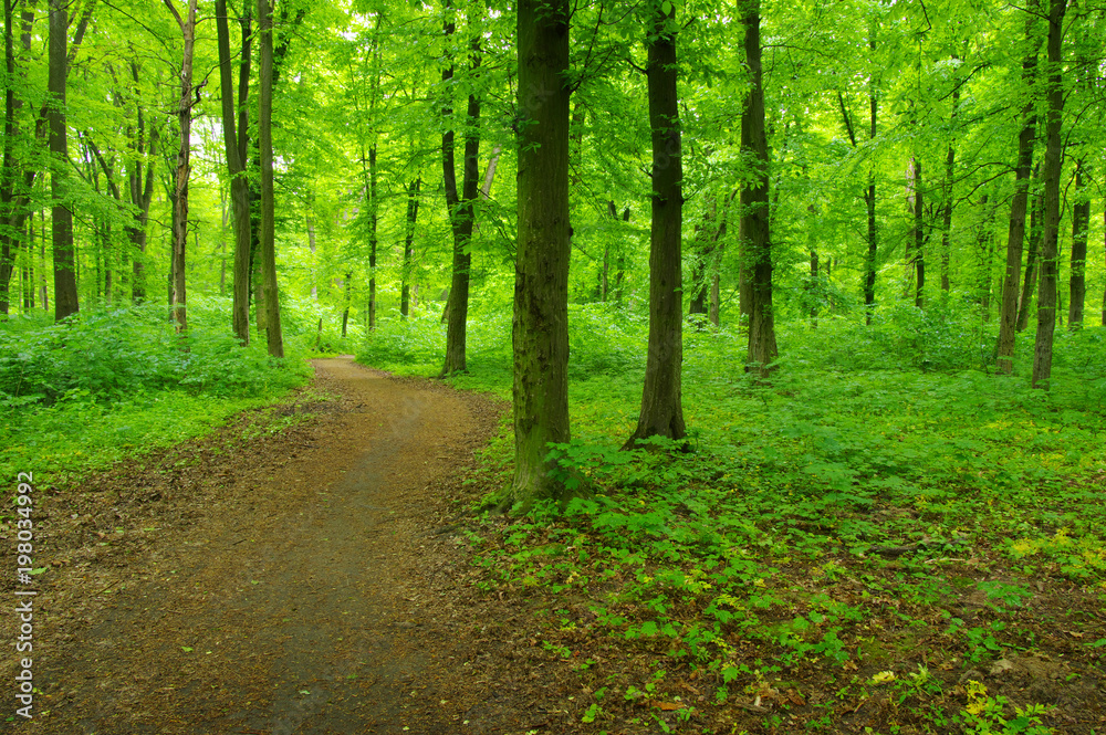 Green forest and path