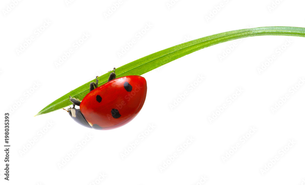 Ladybug on green grass