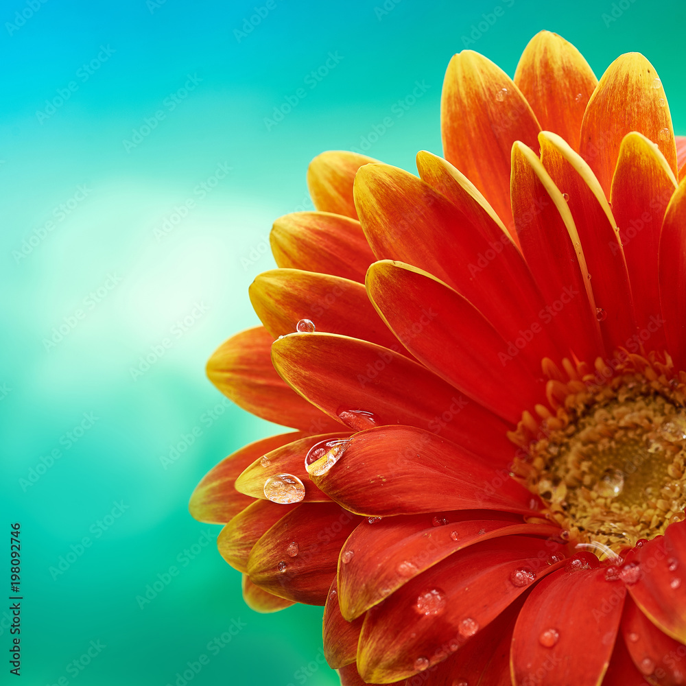 Beautiful orange flower Gerbera with water drops on turquoise abstract background. Macro photography