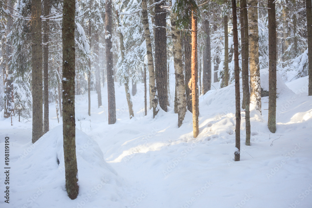 Snowy forest at sunny winter day in Finland