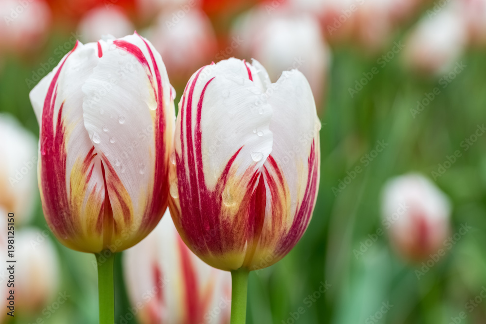 two tulips in bloom closeup