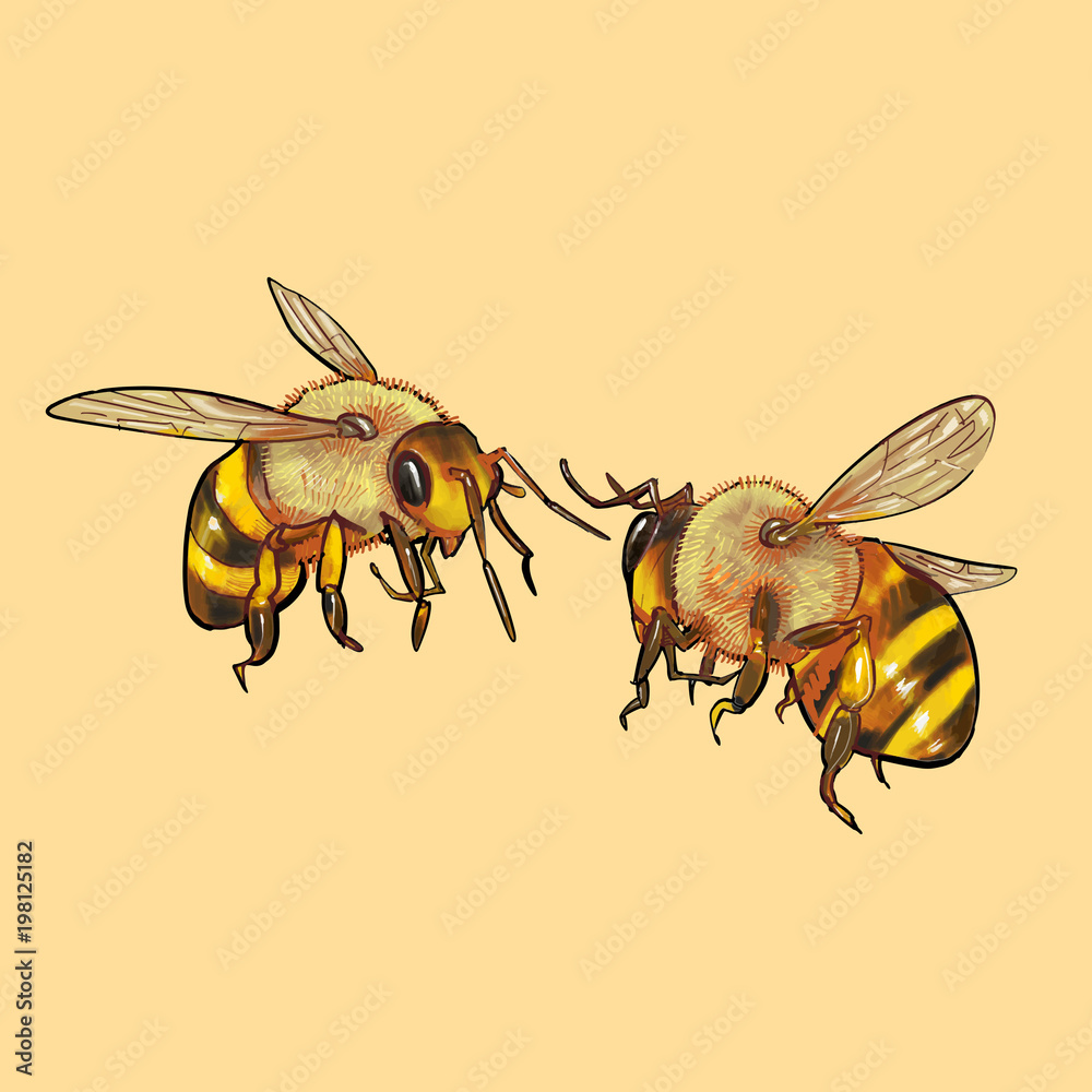 Hand drawn two bees isolated on background