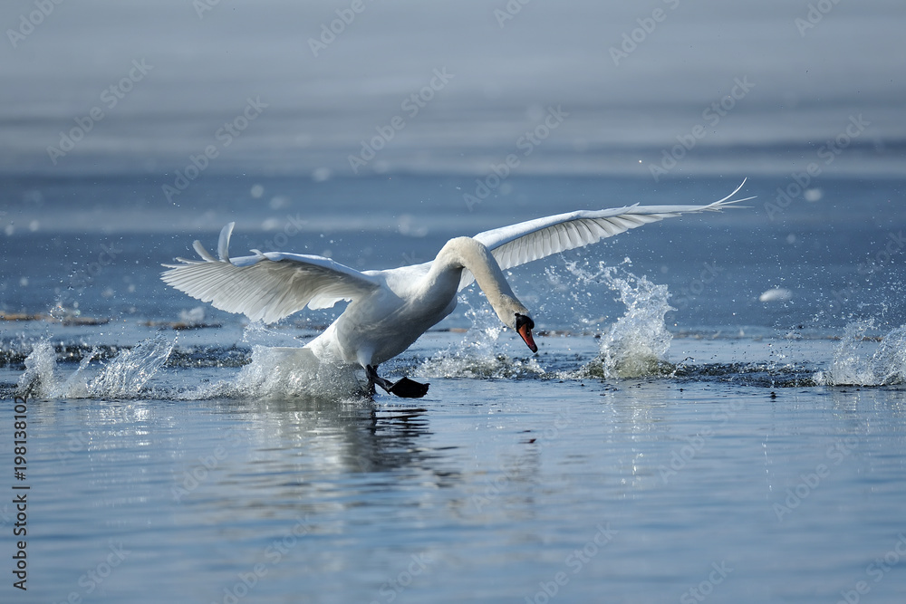 Swans taking flight on lake