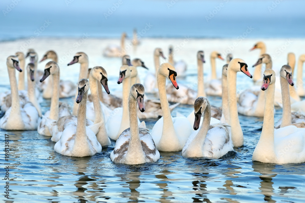 Group of white swans swimming in water