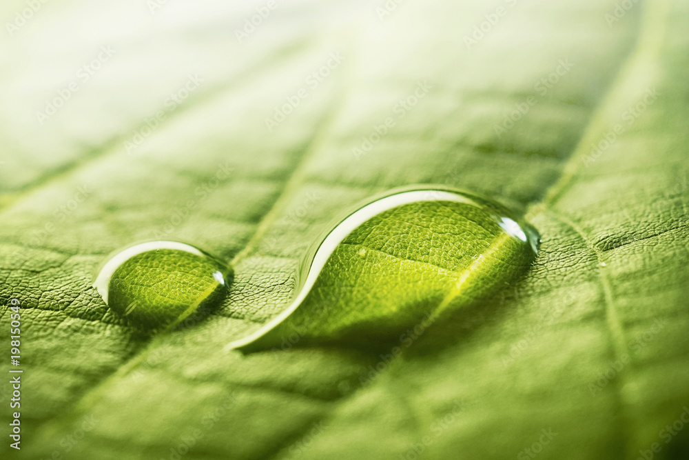 绿色的叶子上有一大滴美丽的透明雨水。早晨的露珠g