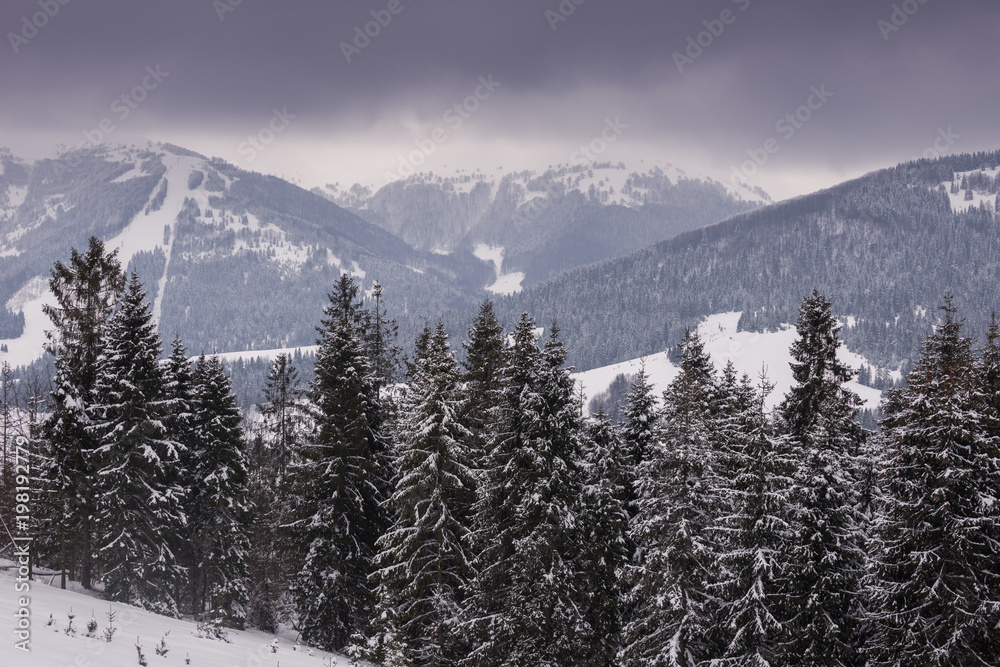 Landscape of the mountain forest