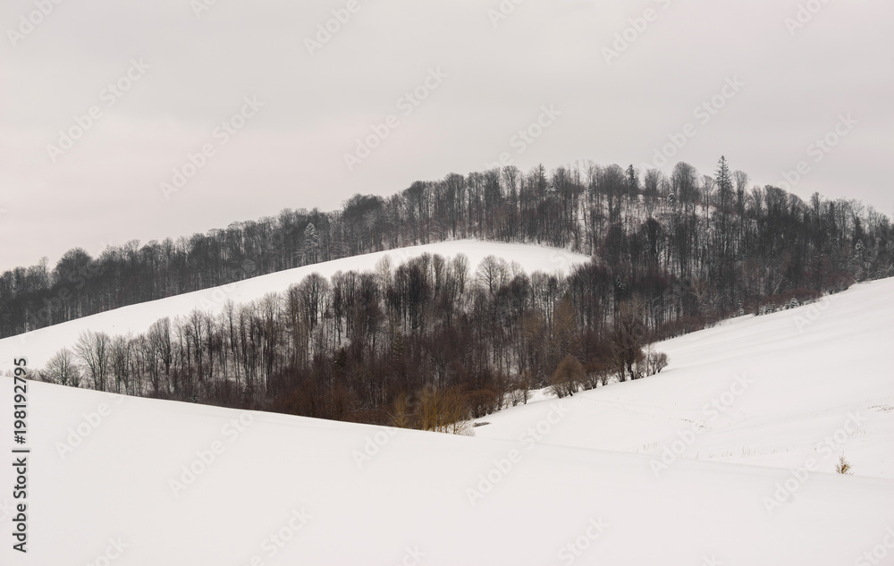 Landscape of the mountain forest