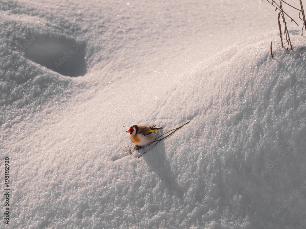 欧洲金翅雀坐在雪地上