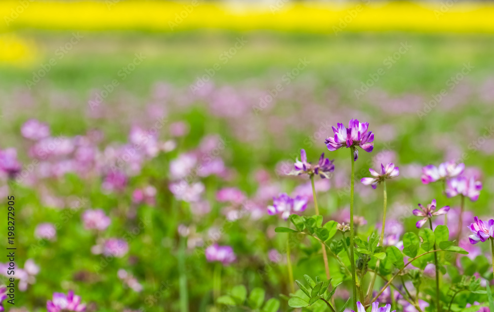 黄芪春意盎然