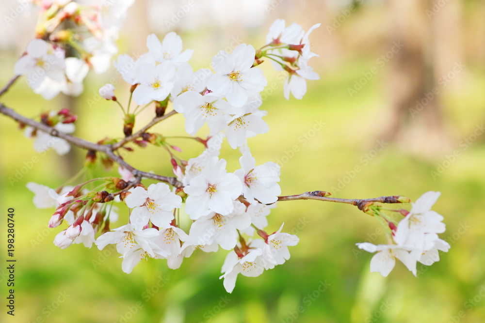 桜（ソメイヨシノ）