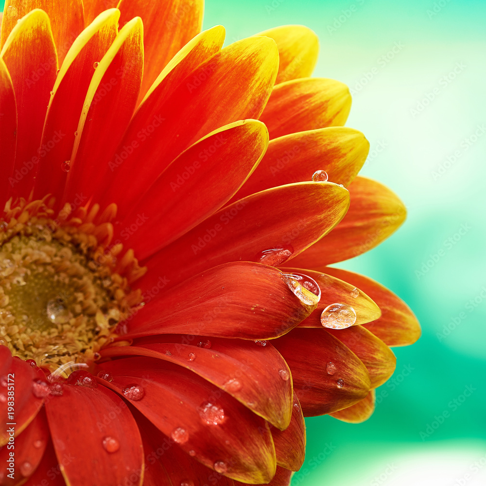 Beautiful orange flower Gerbera with water drops on turquoise abstract background. Macro photography