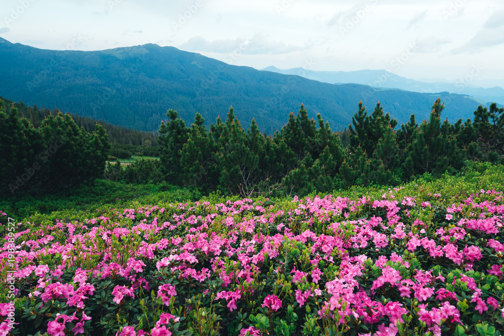 Magic pink rhododendron flowers on summer mountain. Dramatic sky and colorful sunset. Chornohora rid