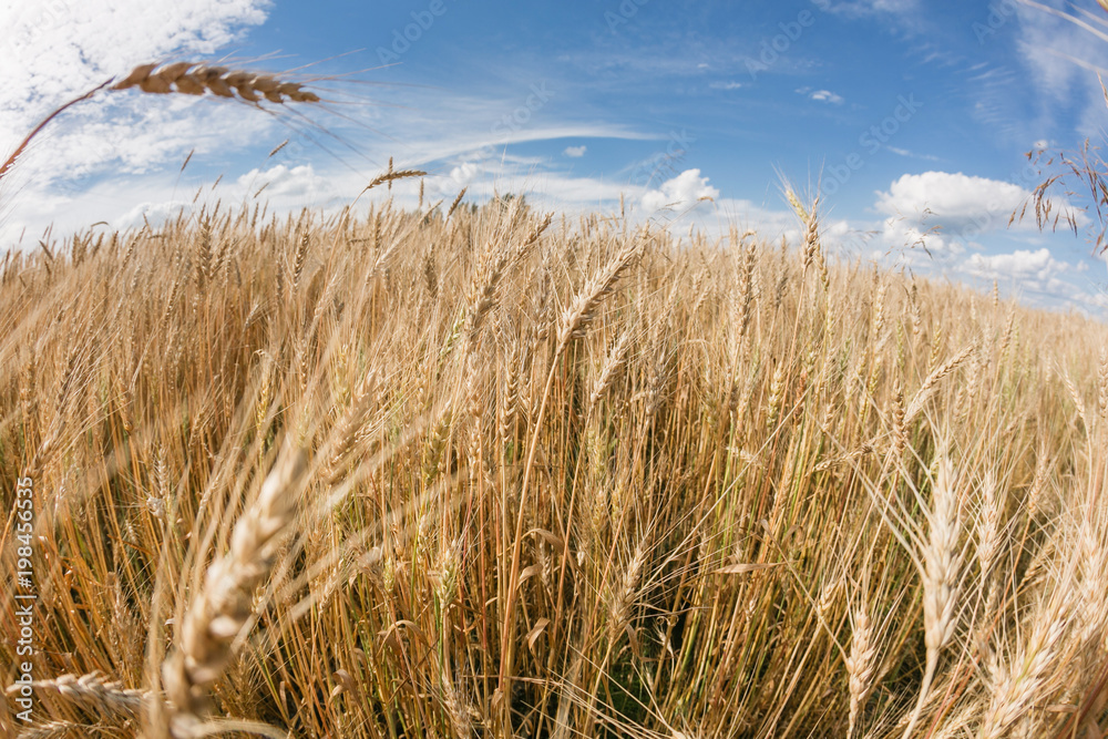 Ripe harvest, agricultural land. Gold wheat field and blue sky. Summer day, rural countryside.