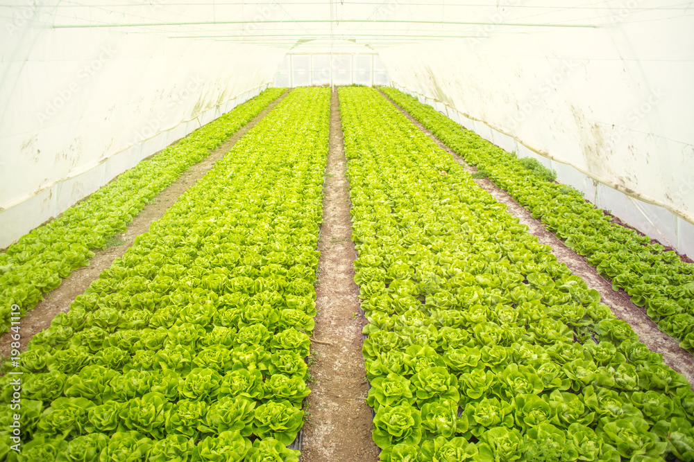 温室里种植的绿色生菜沙拉。高角度拍摄。有机食品。