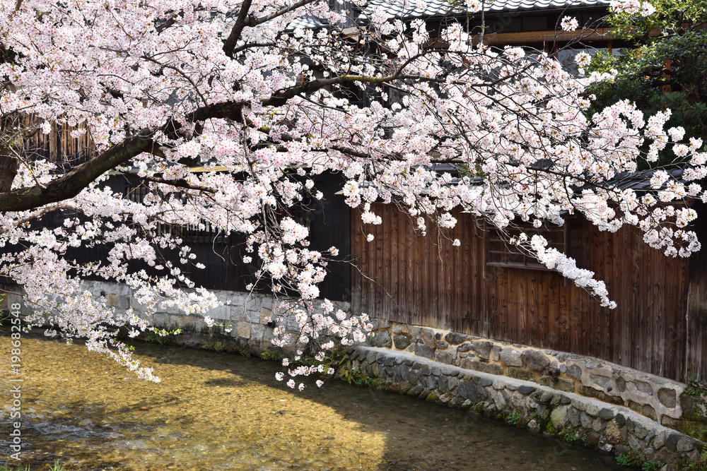 祇園白川の桜