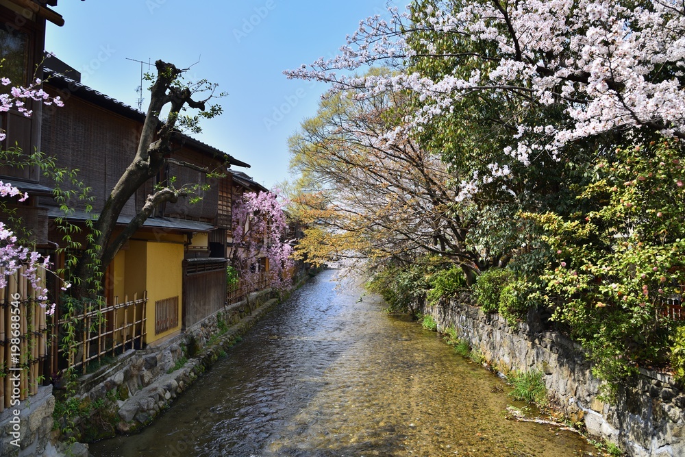 祇園白川の春