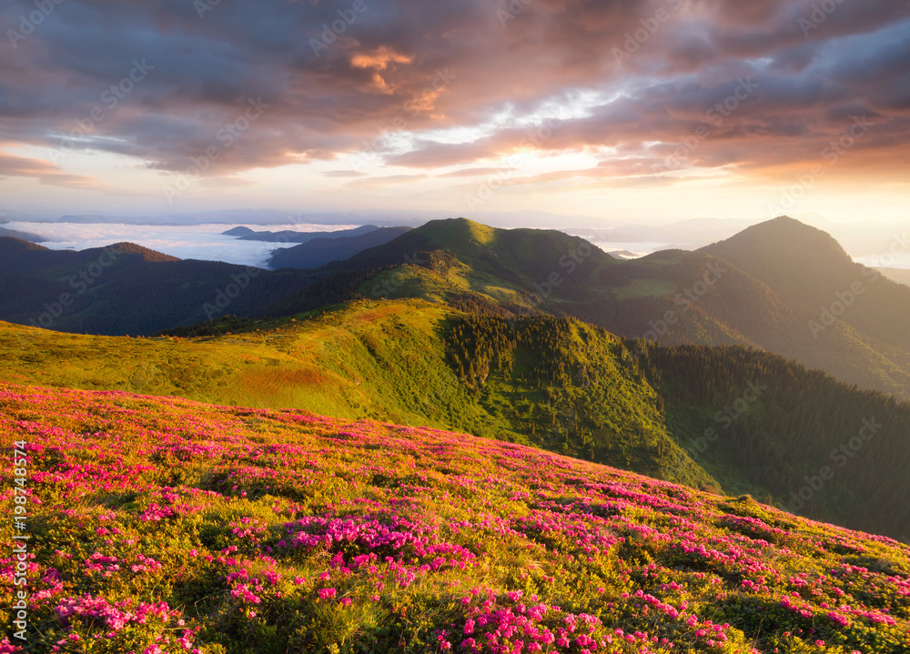 日出时在山上开花。夏天的自然景观很美